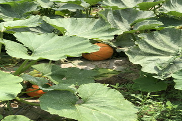 九游老哥J9俱乐部官网 - J9俱乐部老哥互换社区