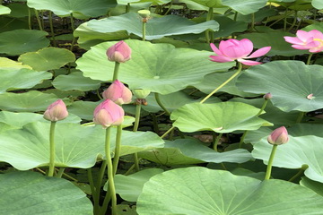 九游老哥J9俱乐部官网 - J9俱乐部老哥互换社区