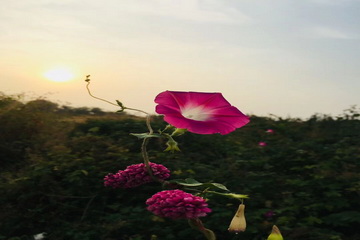 九游老哥J9俱乐部官网 - J9俱乐部老哥互换社区