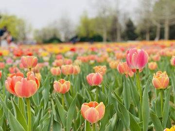 九游老哥J9俱乐部官网 - J9俱乐部老哥互换社区